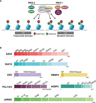 PRC2, Chromatin Regulation, and Human Disease: Insights From Molecular Structure and Function